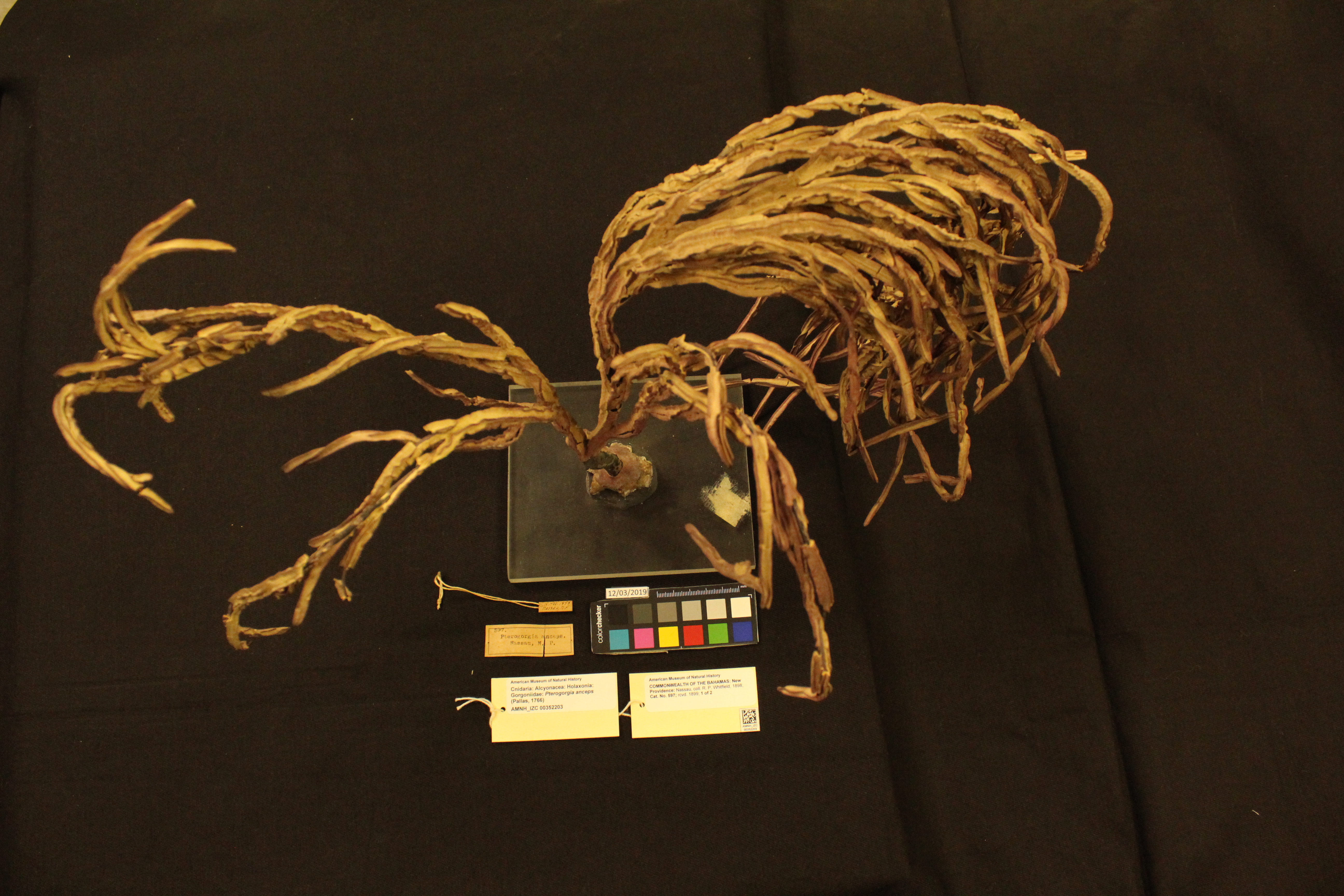Photo: Cnidaria Gorgoniidae Pterogorgia anceps