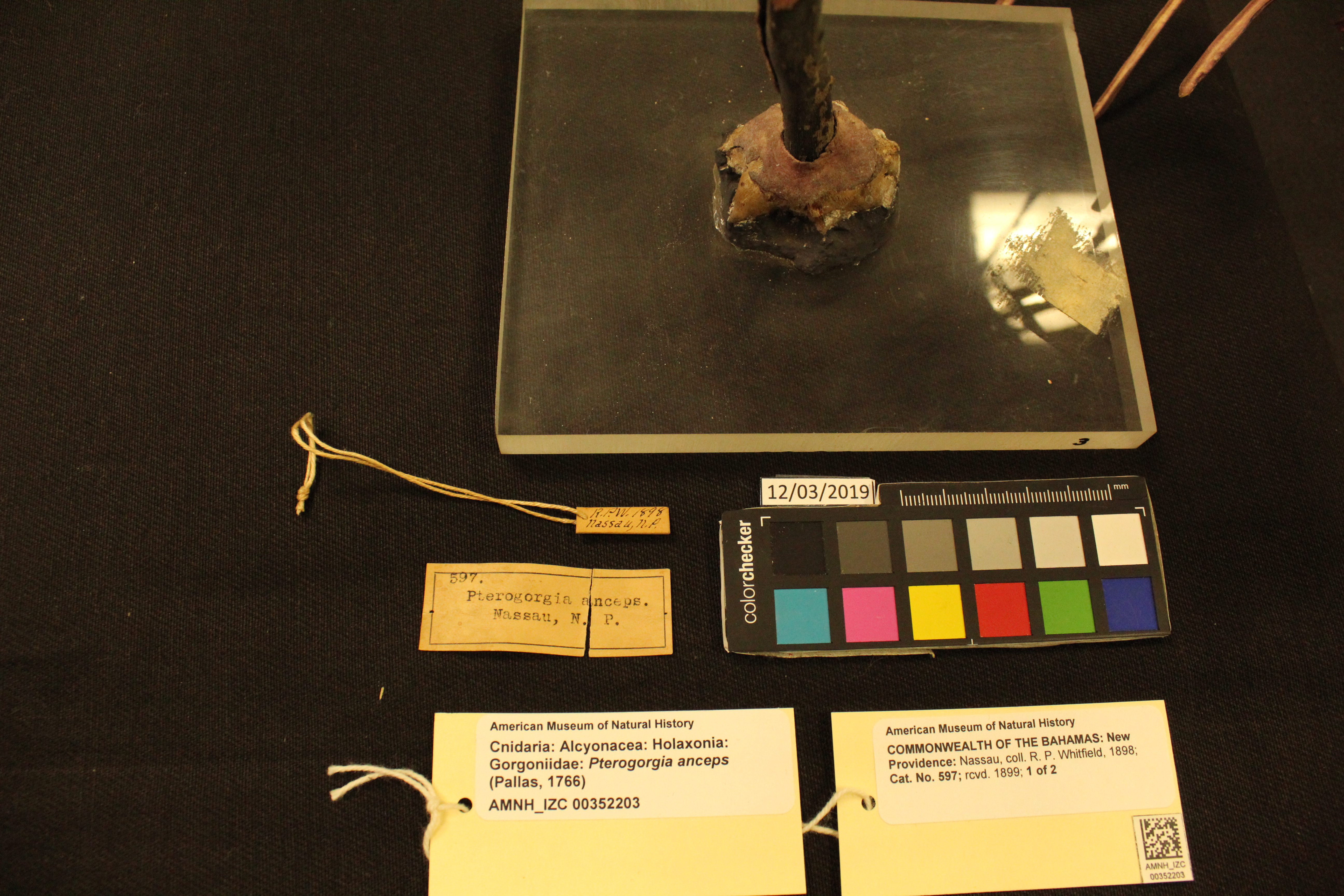 Photo: Cnidaria Gorgoniidae Pterogorgia anceps