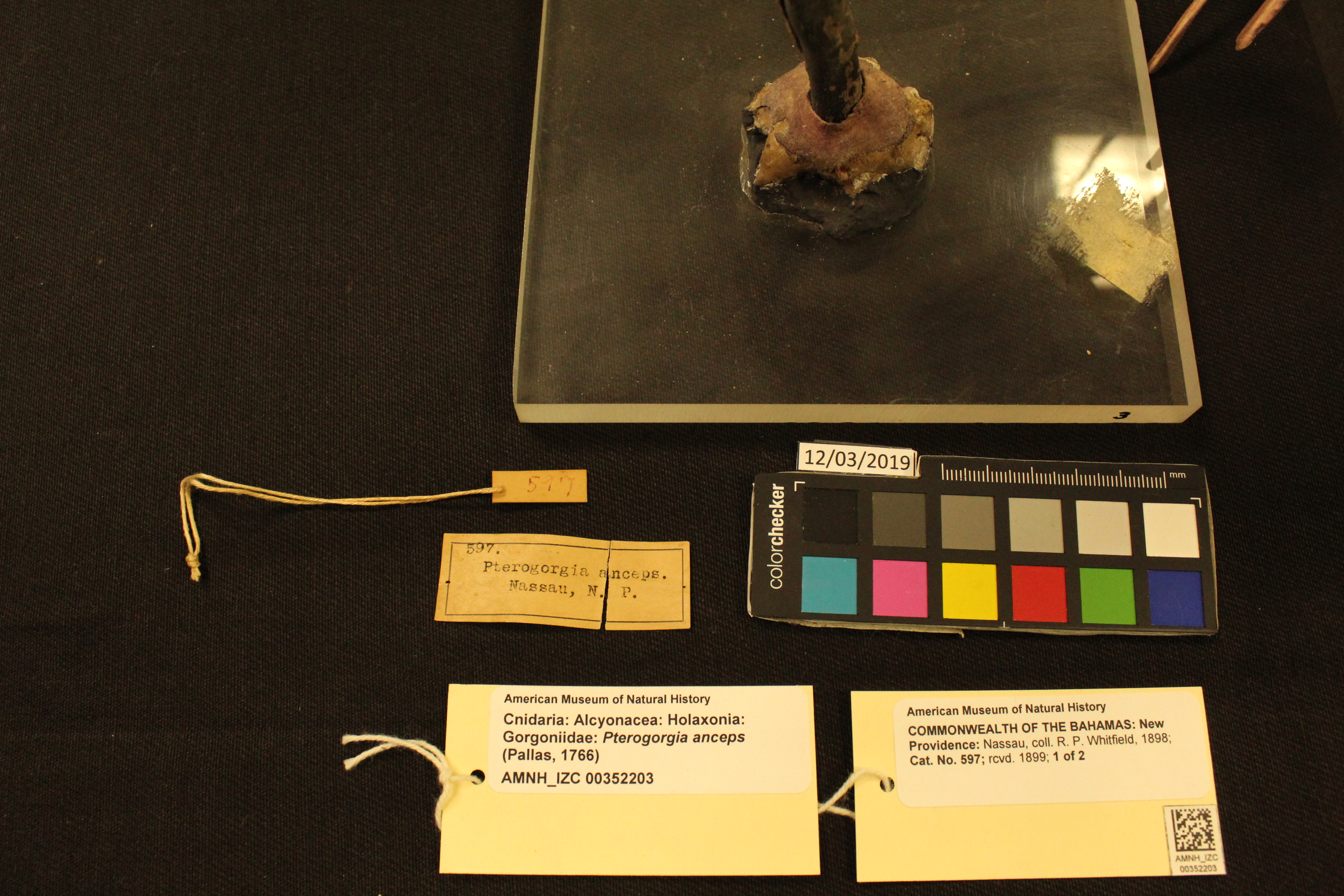 Photo: Cnidaria Gorgoniidae Pterogorgia anceps
