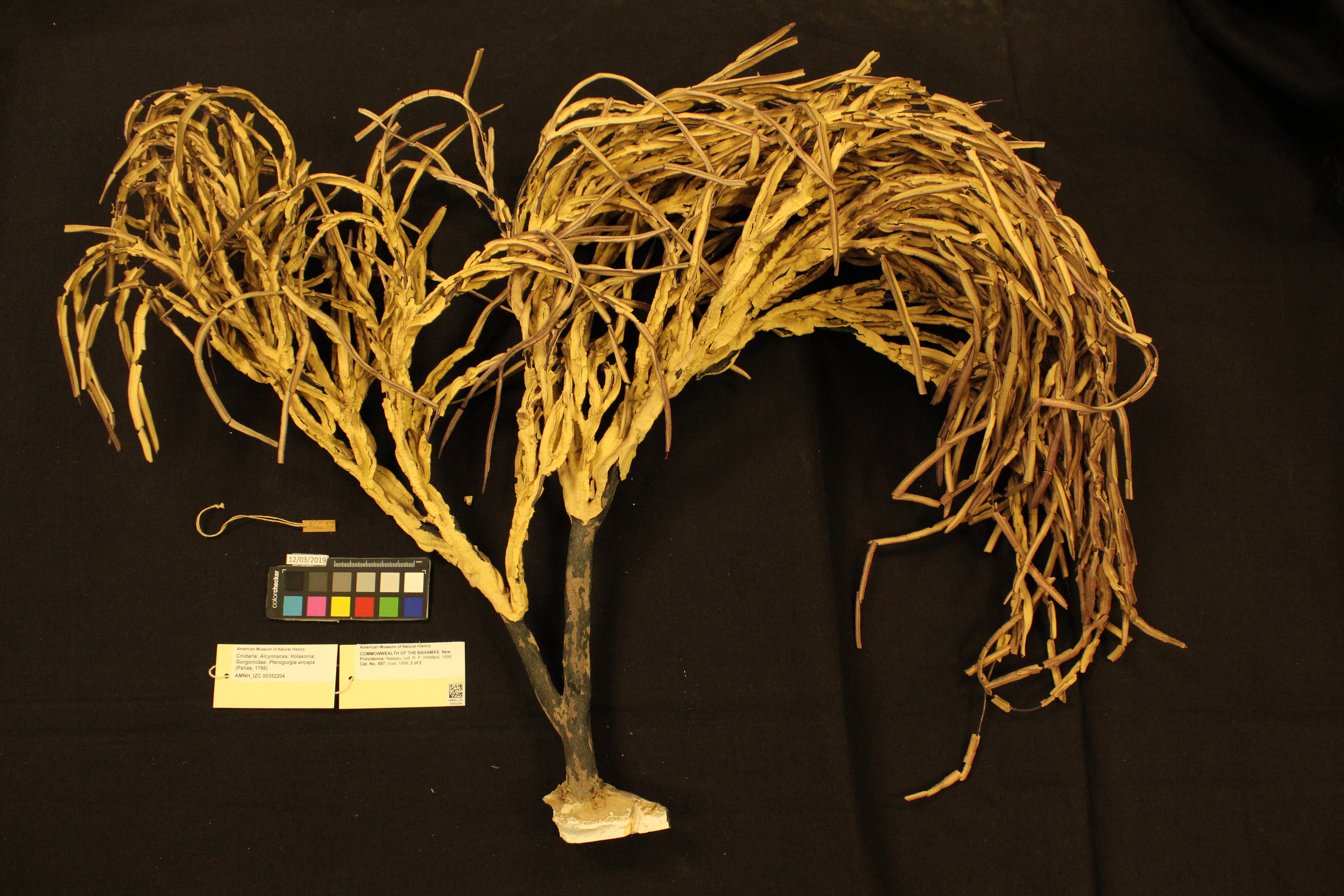 Photo: Cnidaria Gorgoniidae Pterogorgia anceps