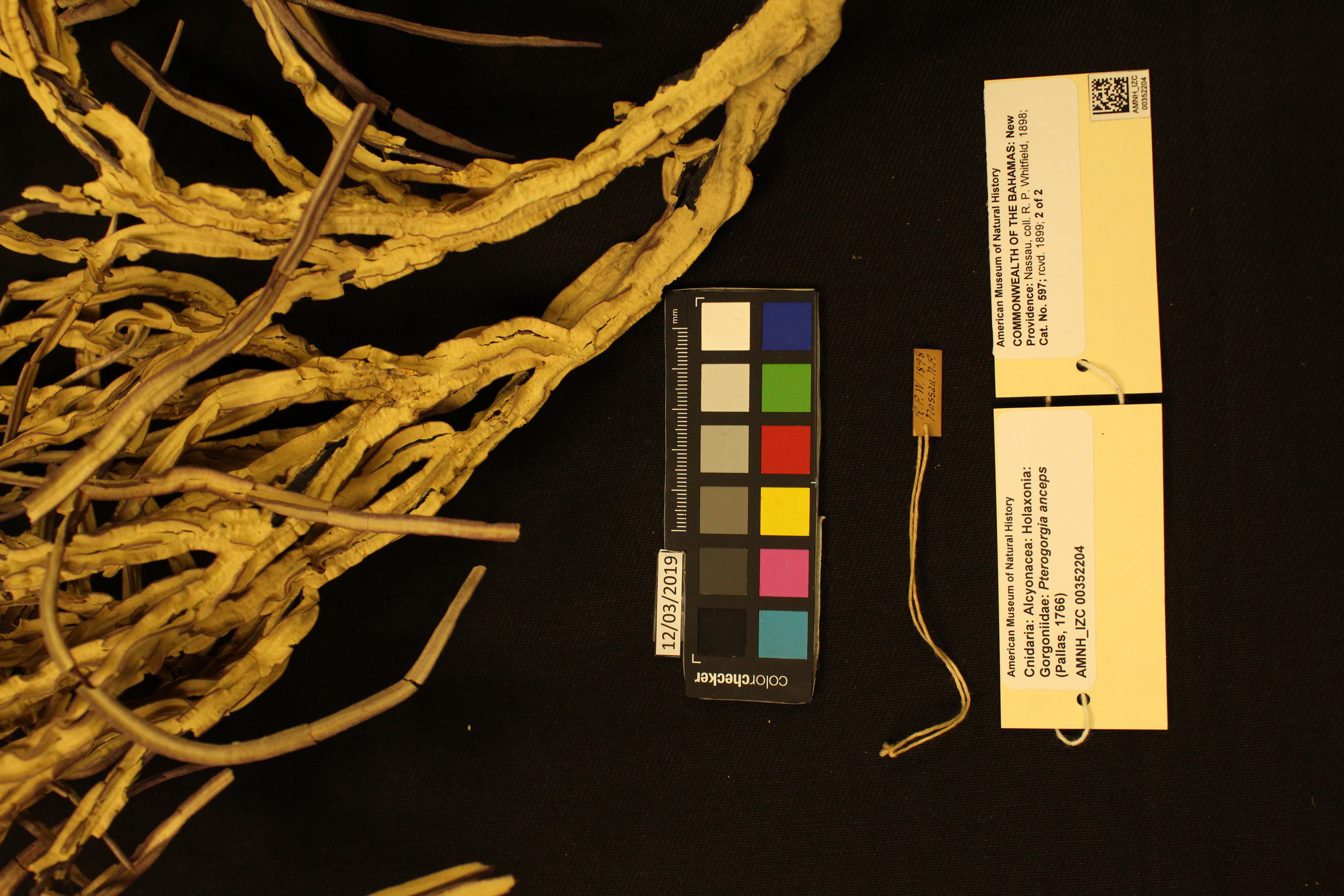 Photo: Cnidaria Gorgoniidae Pterogorgia anceps