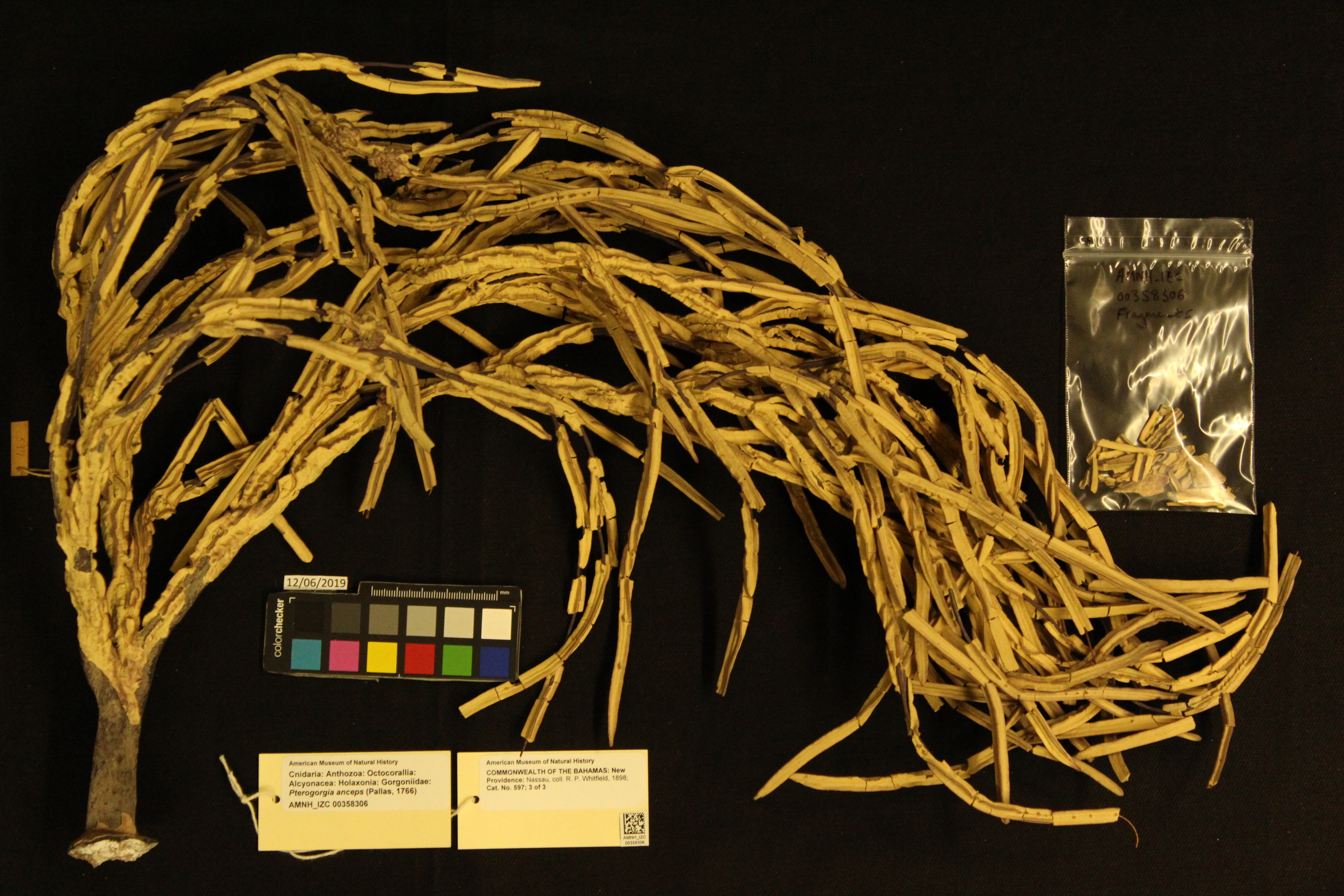 Photo: Cnidaria Gorgoniidae Pterogorgia anceps