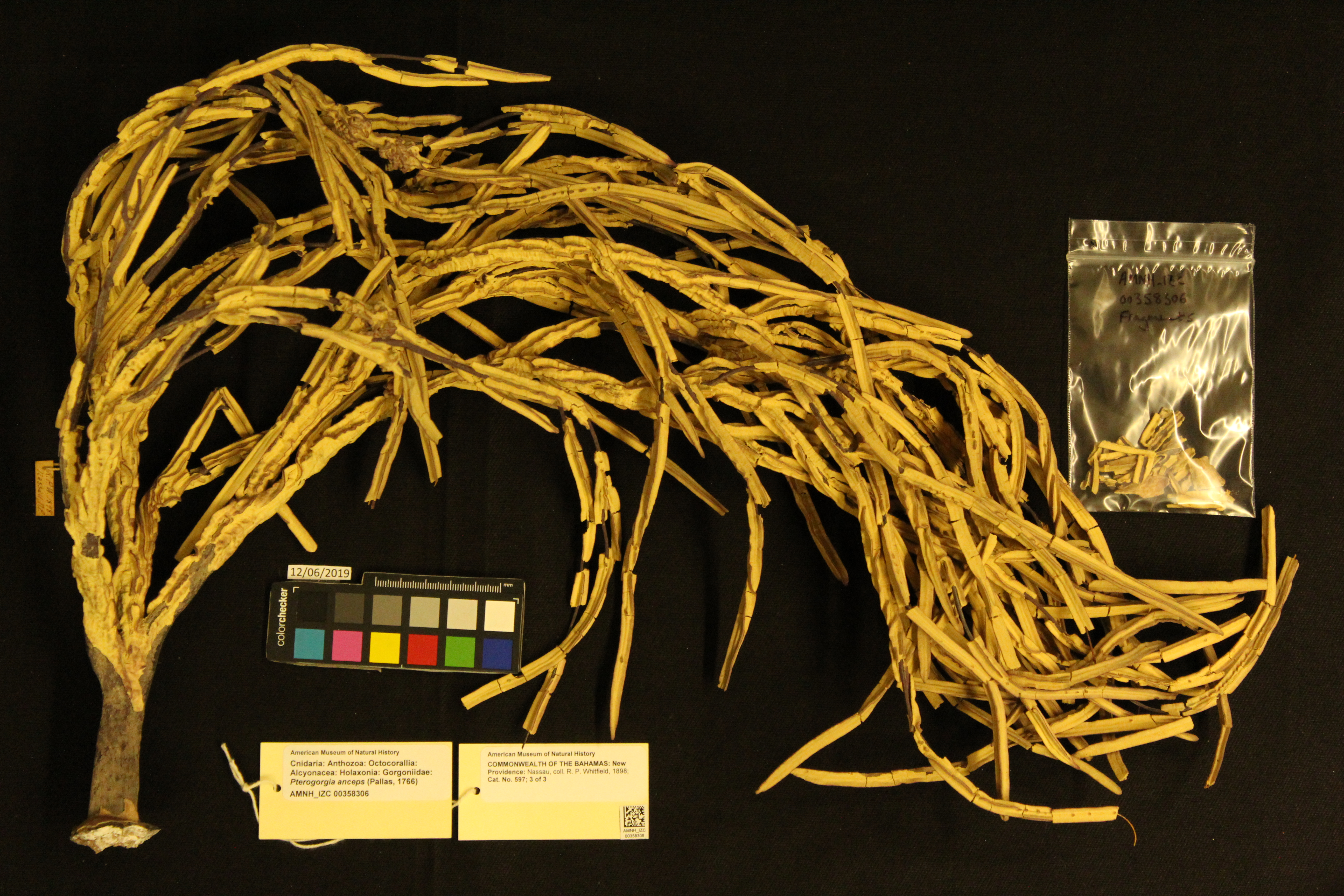 Photo: Cnidaria Gorgoniidae Pterogorgia anceps