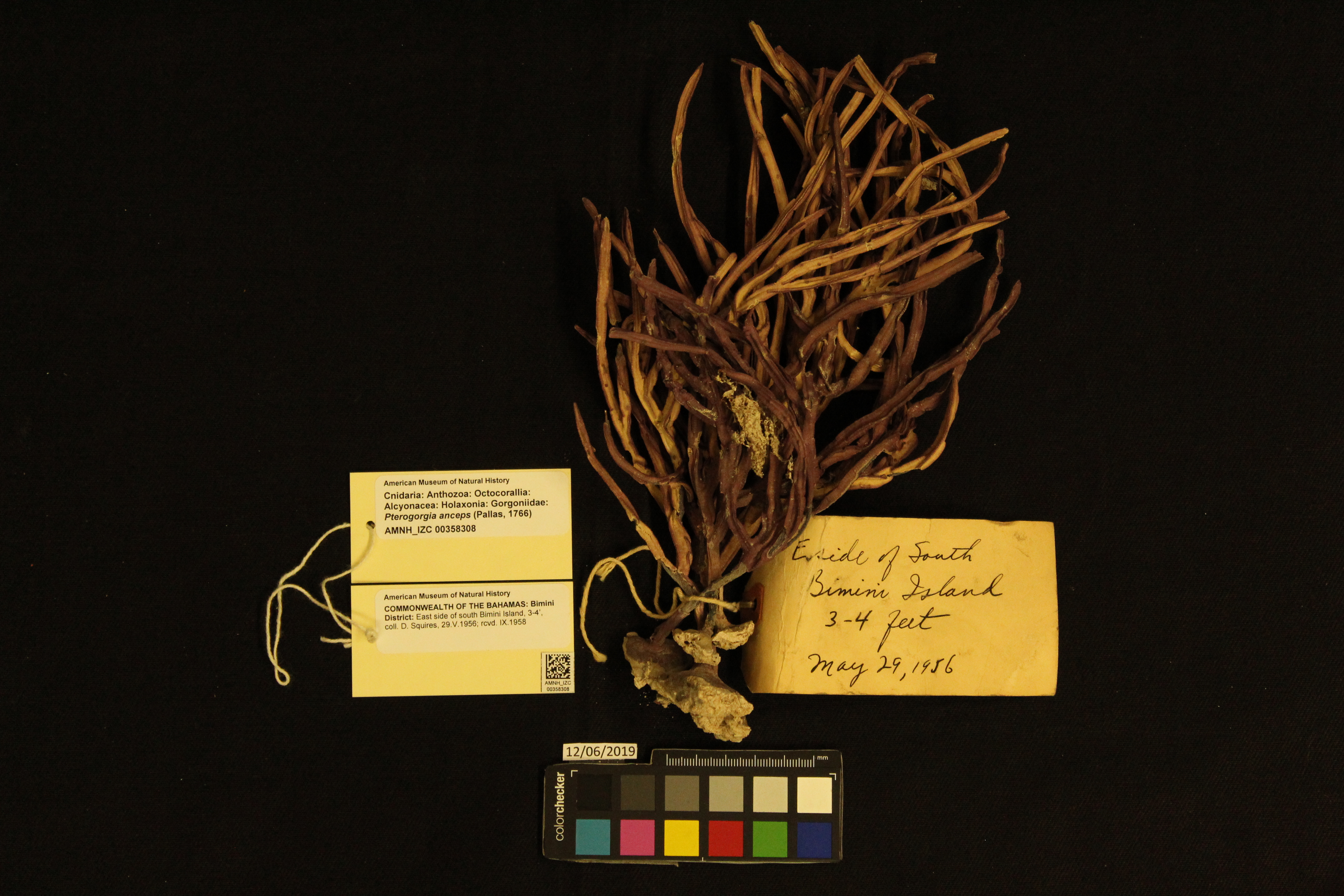 Photo: Cnidaria Gorgoniidae Pterogorgia anceps