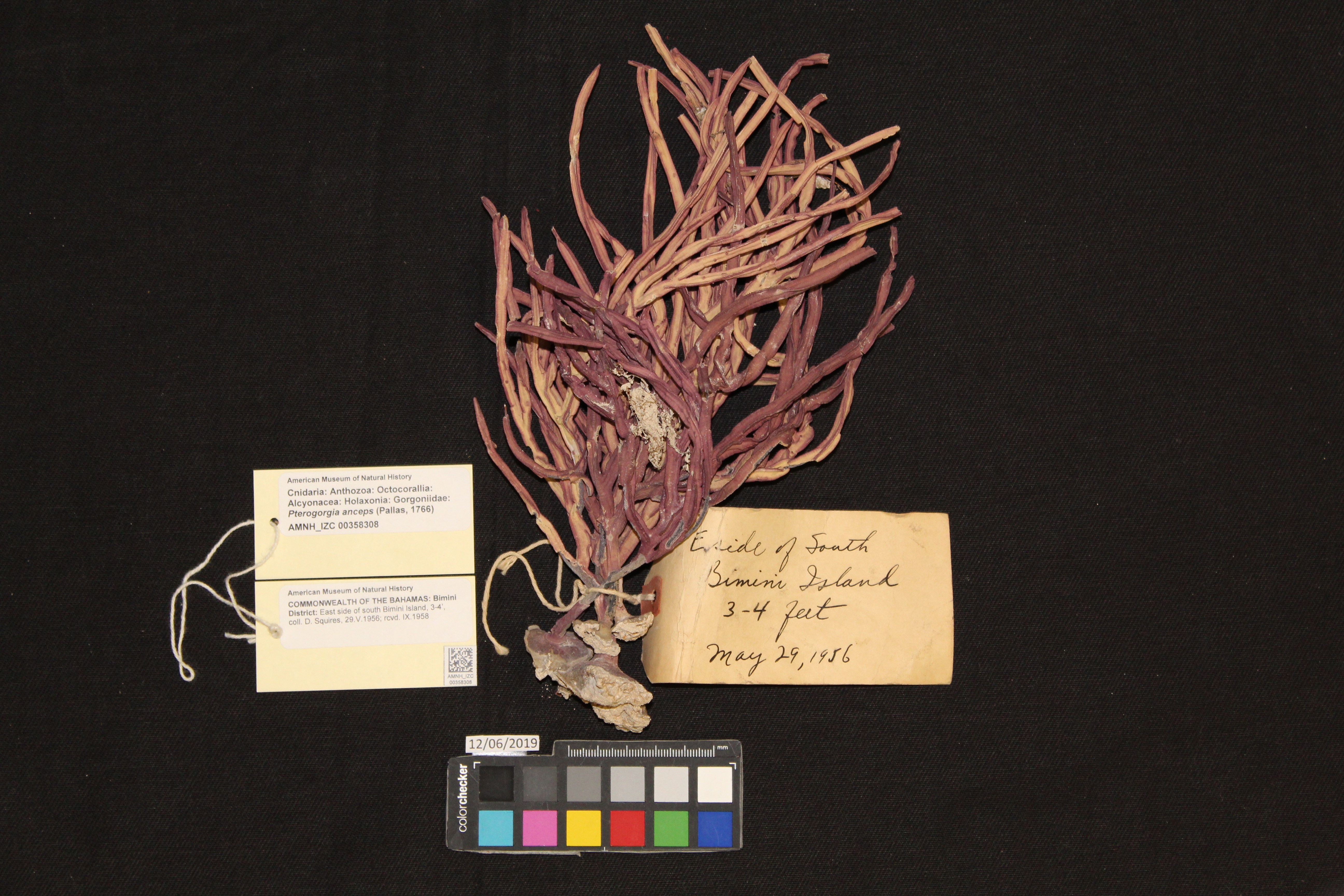 Photo: Cnidaria Gorgoniidae Pterogorgia anceps