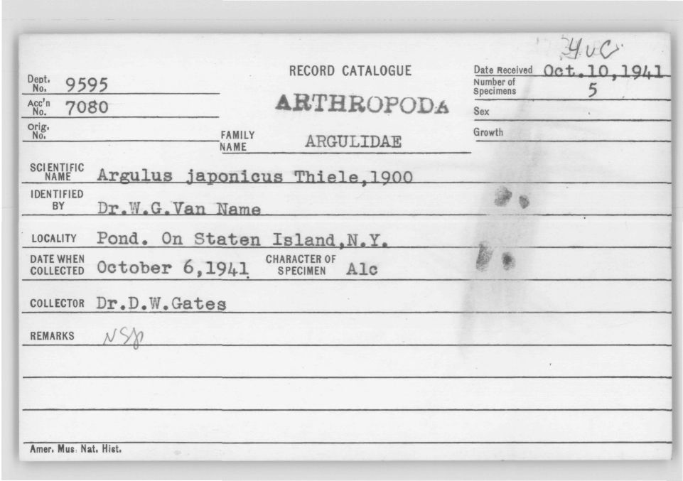 Argulus japonicus