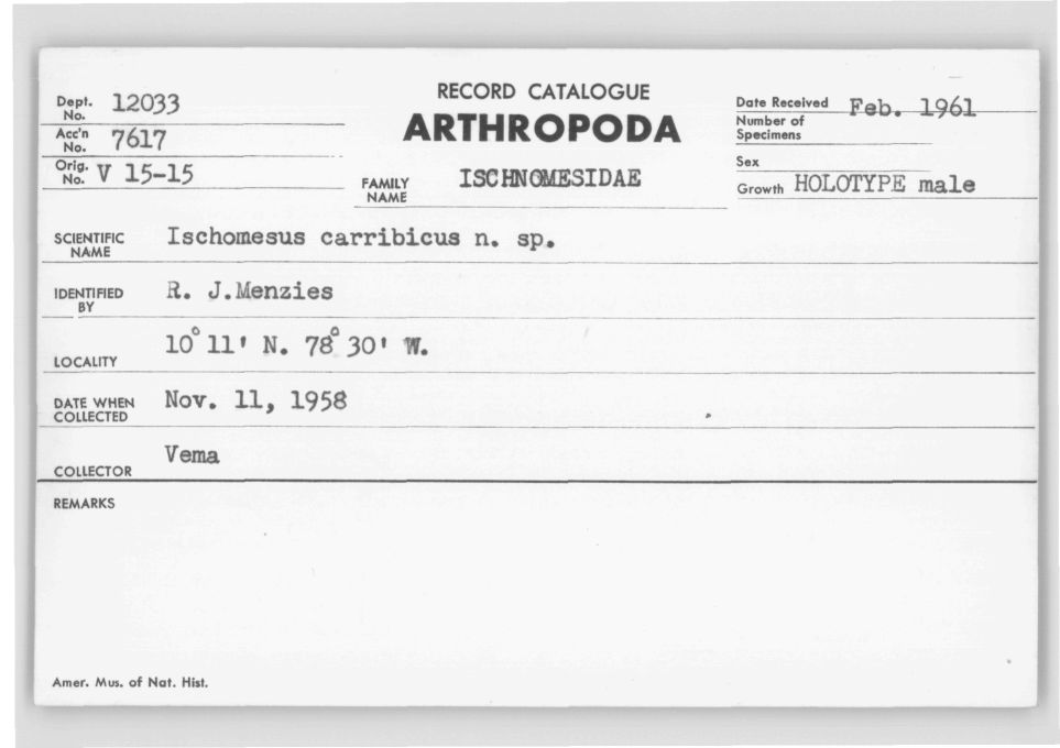 Ischnomesus caribbicus