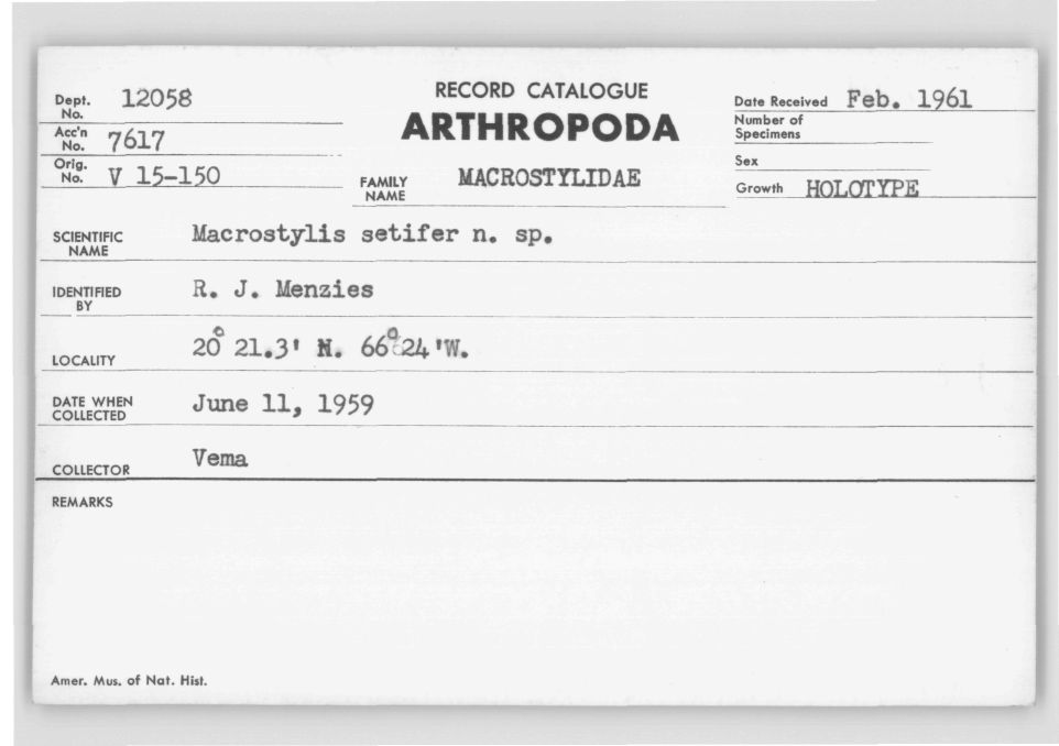 Macrostylis setifer