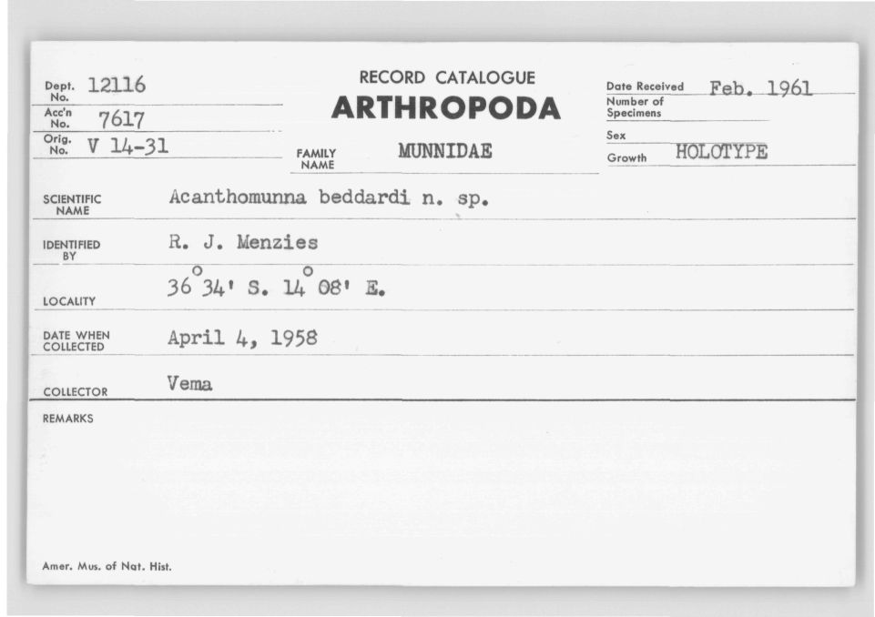 Acanthomunna beddardi