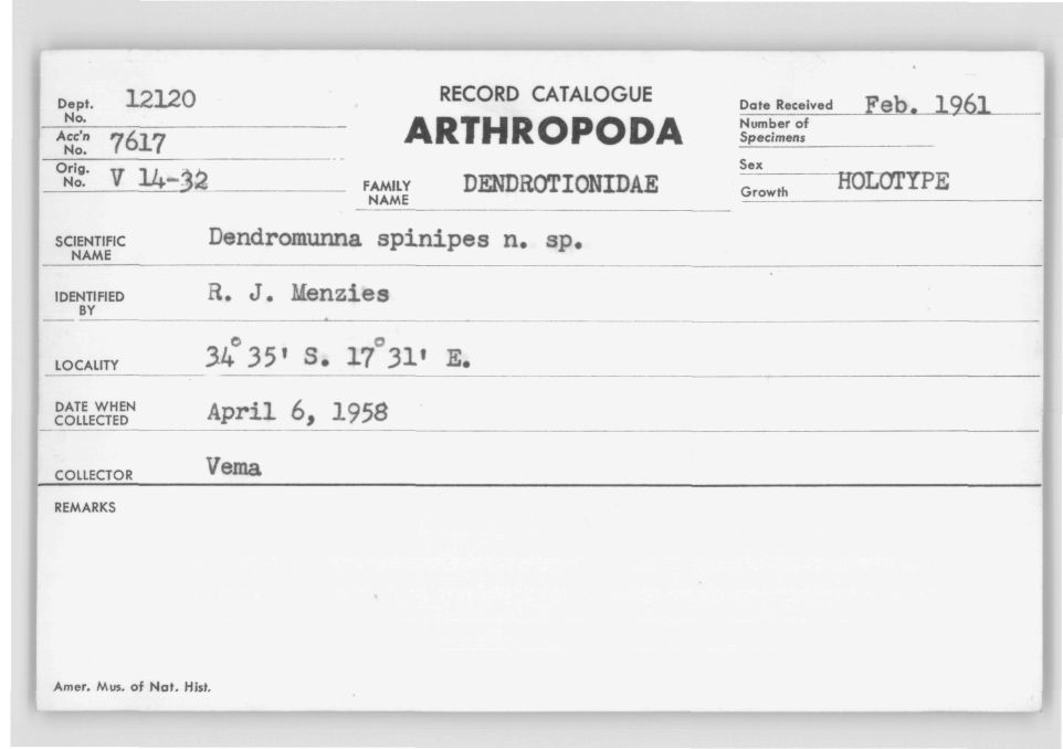 Dendromunna spinipes