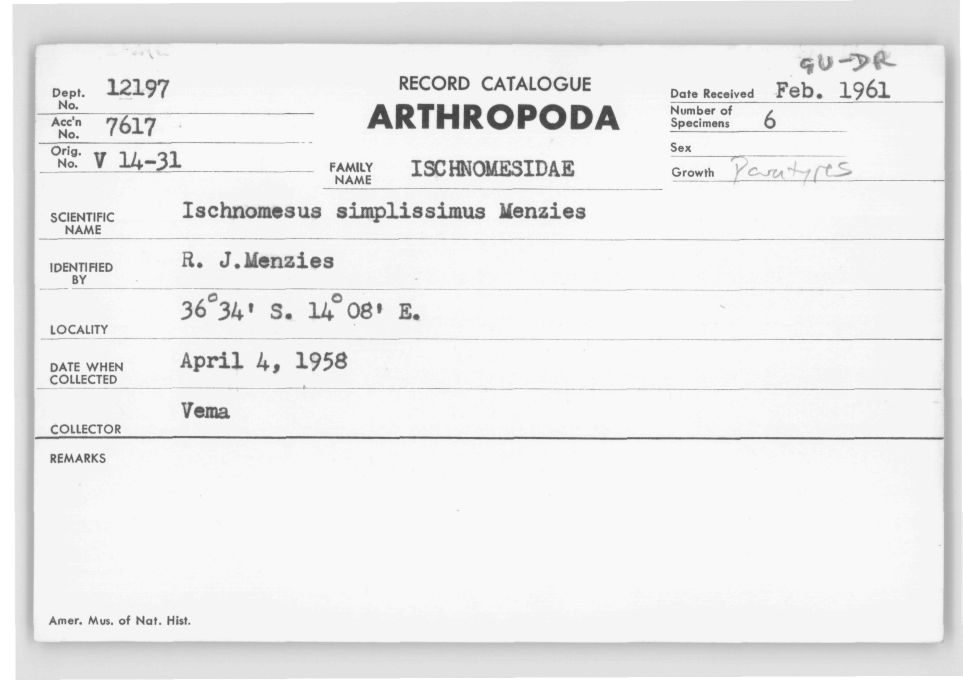 Ischnomesus simplissimus
