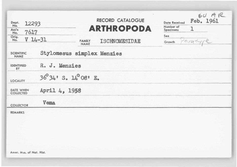 Stylomesus simplex
