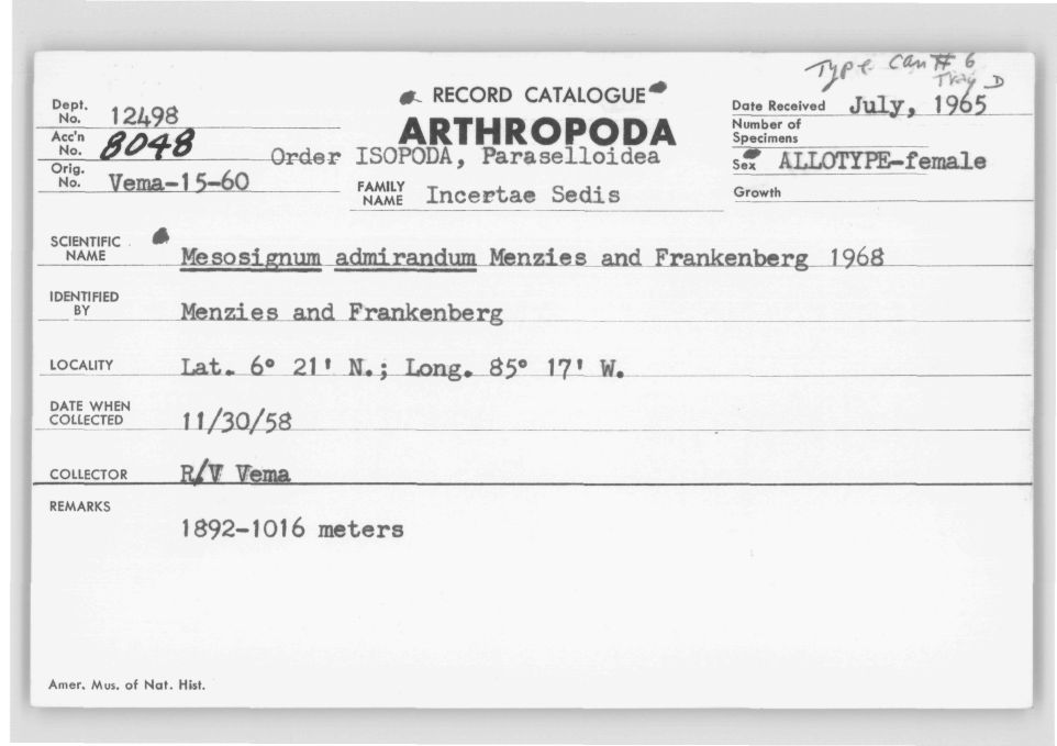 Mesosignum admirandum
