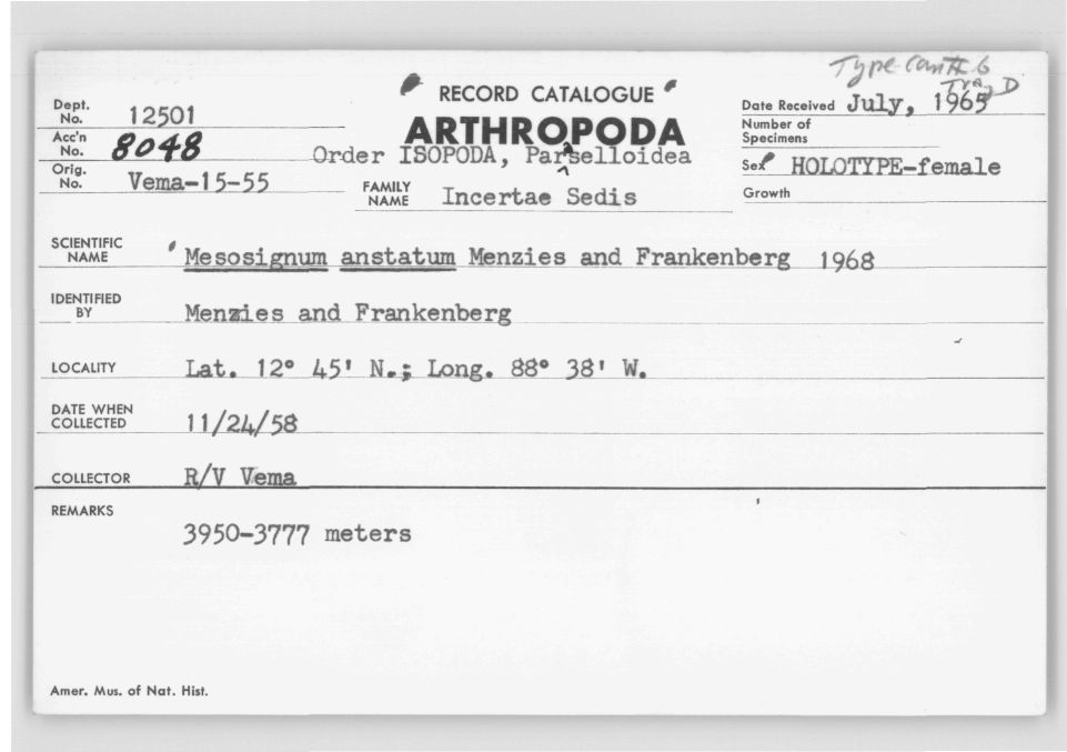 Mesosignum ansatum