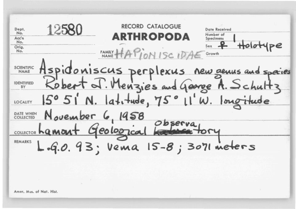 Aspidoniscus perplexus