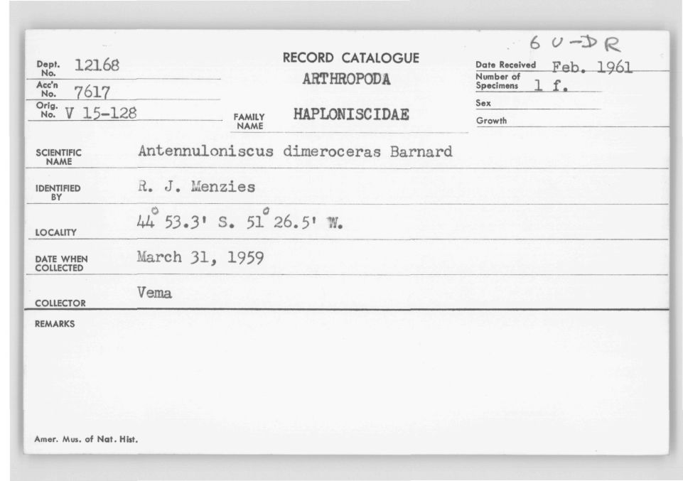 Antennuloniscus dimeroceras