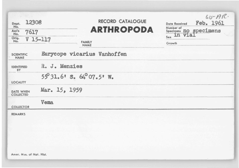 Eurycope vicarius