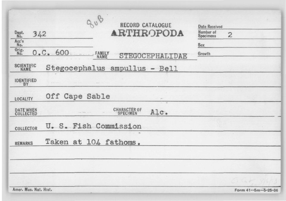 Stegocephaloides