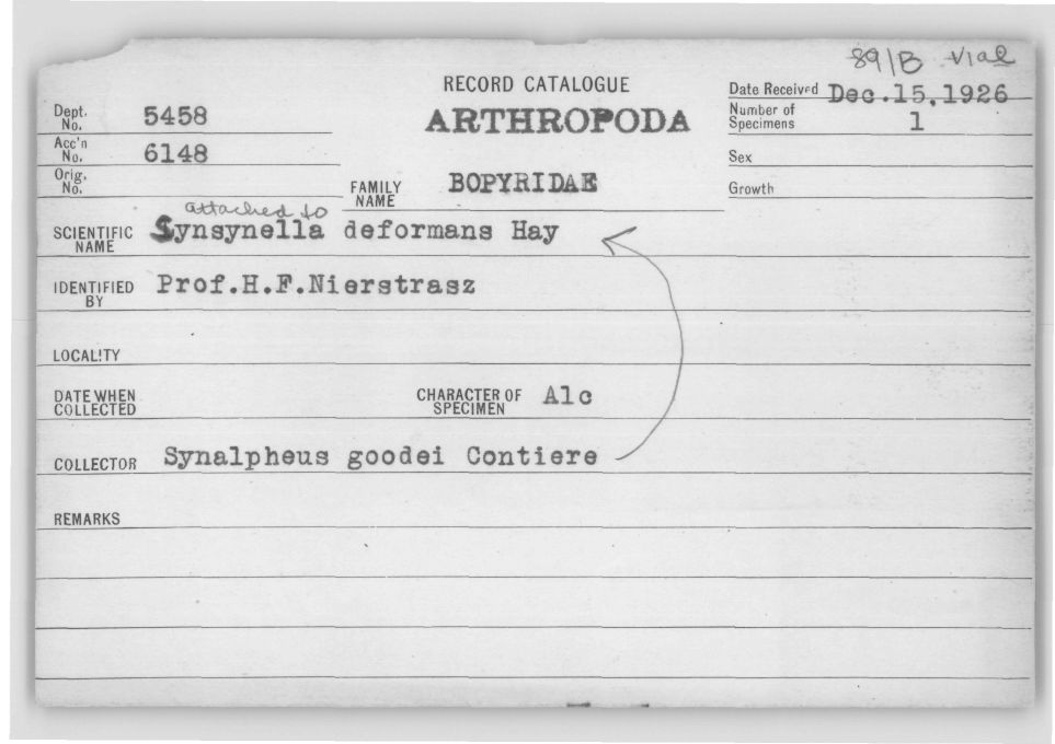 Synsynella deformans