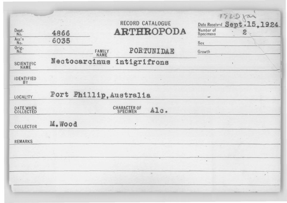 Nectocarcinus