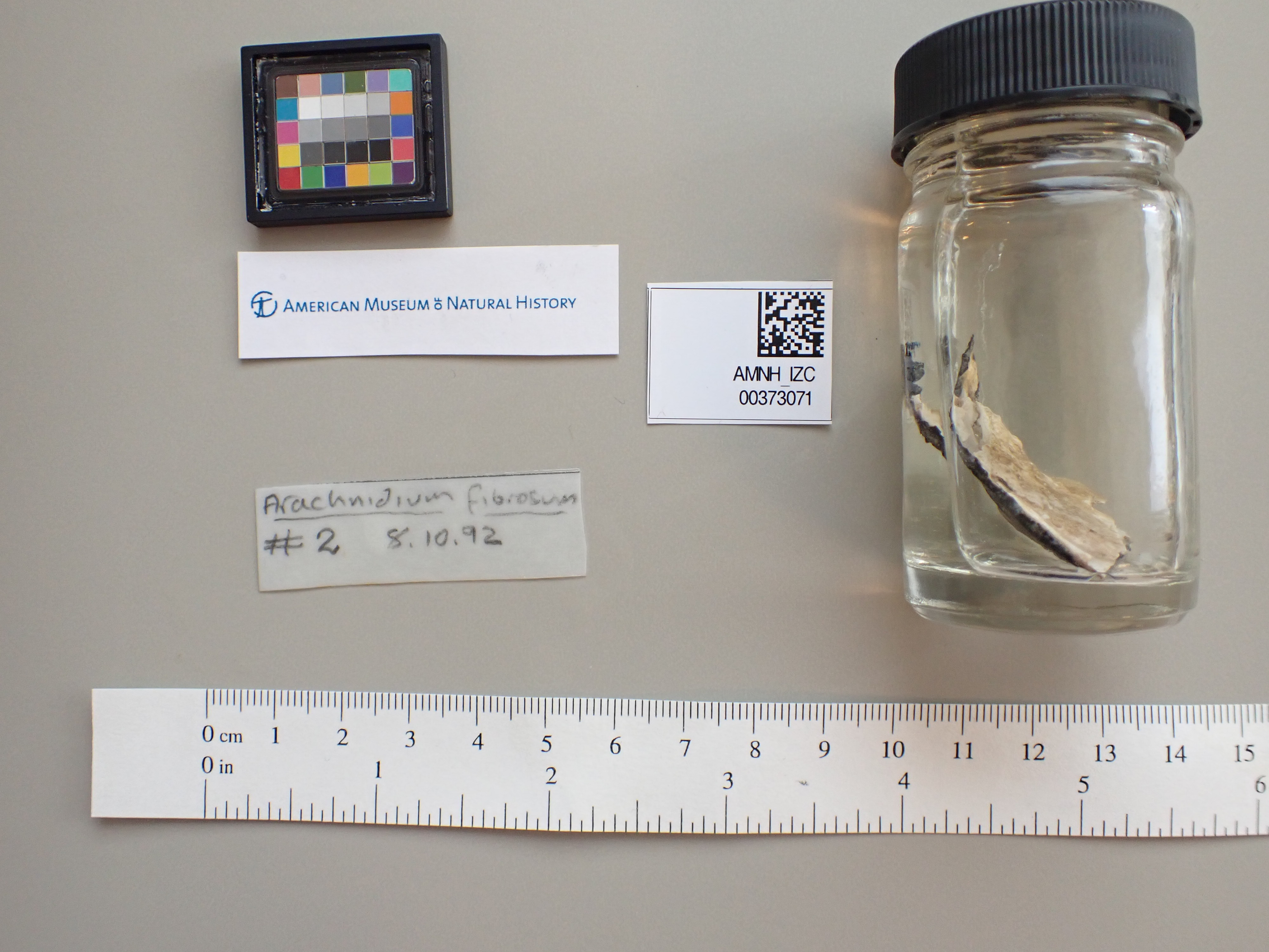 Photo: Bryozoa Ctenostomatida Arachnidiidae Arachnidium fibrosum