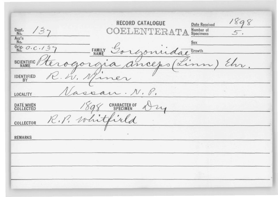 Card Catalog: Cnidaria 137 Pterogorgia anceps (Pallas, 1766)