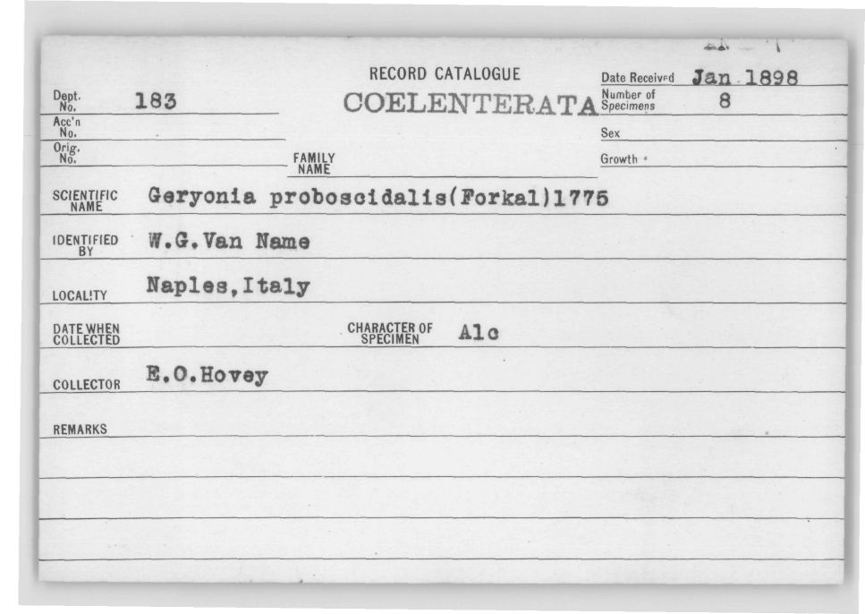 Card Catalog: Cnidaria 183 Geryonia proboscidalis (Forskål, 1775)