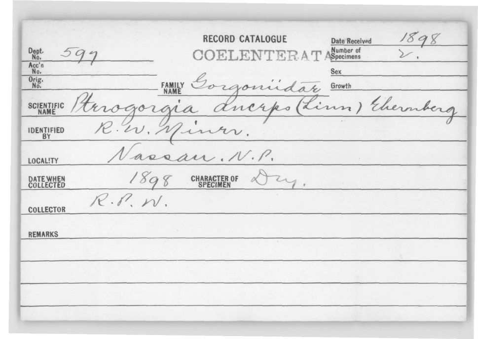 Card Catalog: Cnidaria 597 Pterogorgia anceps (Pallas, 1766)