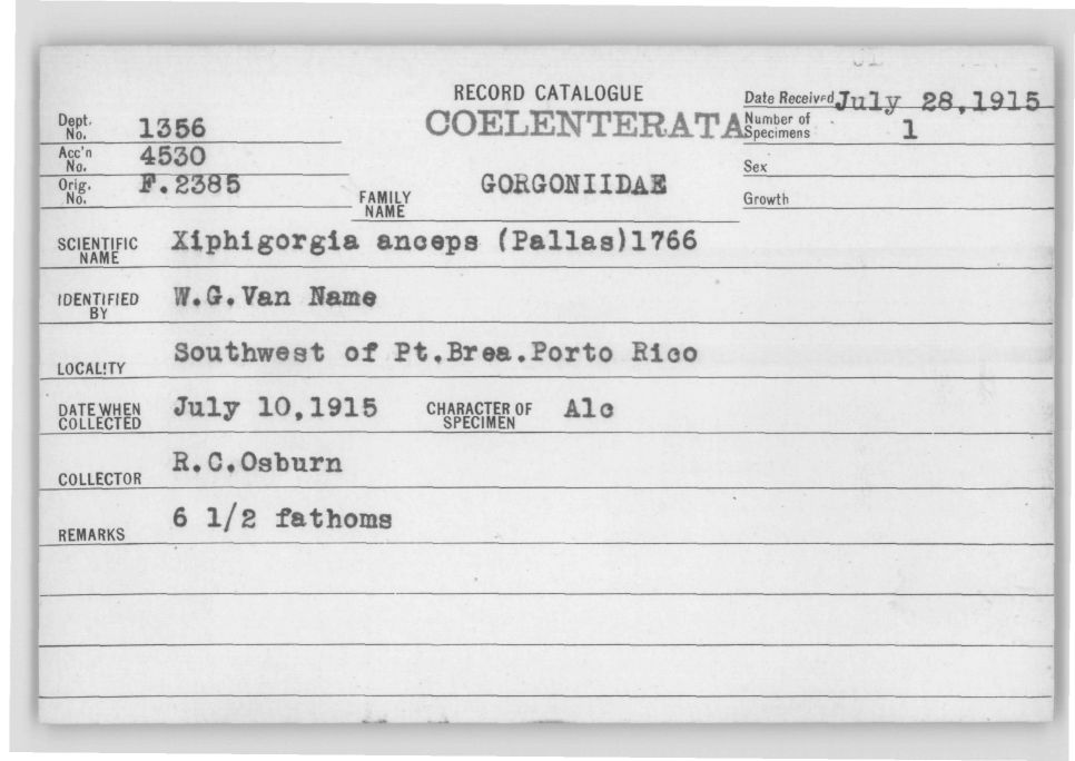 Card Catalog: Cnidaria 1356 Pterogorgia anceps (Pallas, 1766)