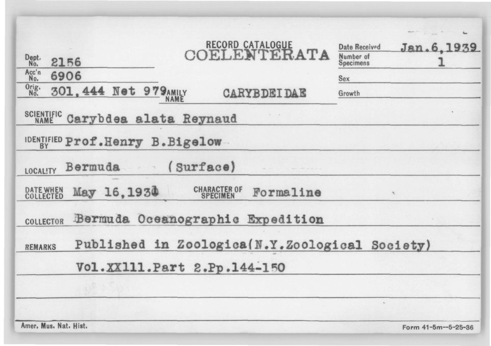 Card Catalog: Cnidaria 2156 Alatina alata (Reynaud, 1830)