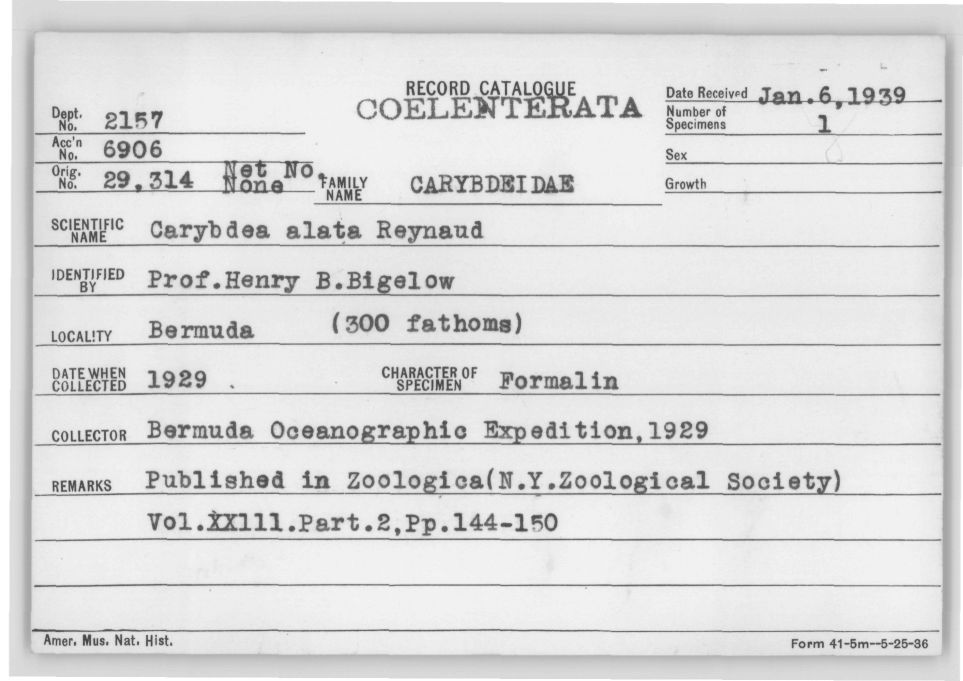 Card Catalog: Cnidaria 2157 Alatina alata (Reynaud, 1830)