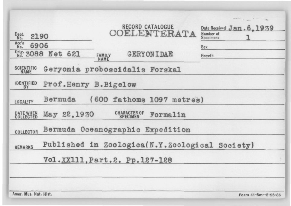 Card Catalog: Cnidaria 2190 Geryonia proboscidalis (Forskål, 1775)