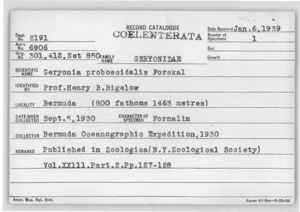 Card Catalog: Cnidaria 2191 Geryonia proboscidalis (Forskål, 1775)
