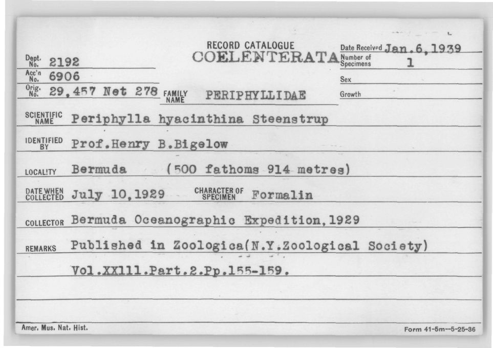Card Catalog: Cnidaria 2192 Geryonia proboscidalis (Forskål, 1775)
