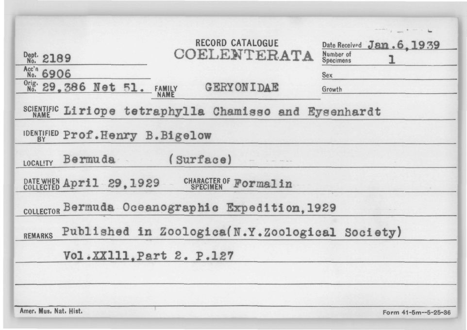 Card Catalog: Cnidaria 2189 Liriope tetraphylla (Chamisso & Eysenhardt, 1821)
