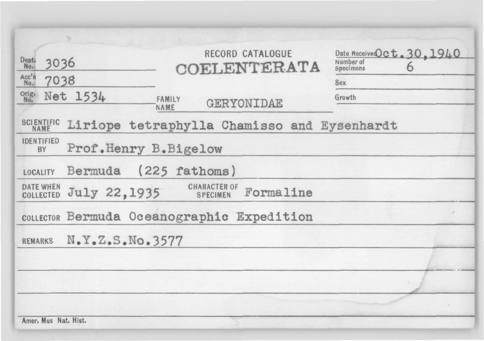 Card Catalog: Cnidaria 3036 Liriope tetraphylla (Chamisso & Eysenhardt, 1821)