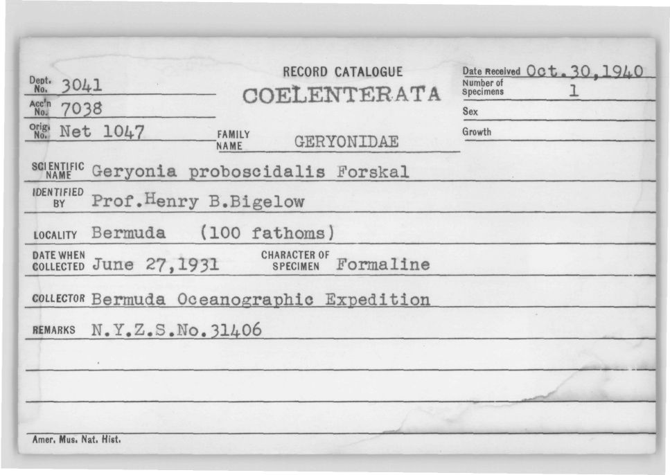 Card Catalog: Cnidaria 3041 Geryonia proboscidalis (Forskål, 1775)