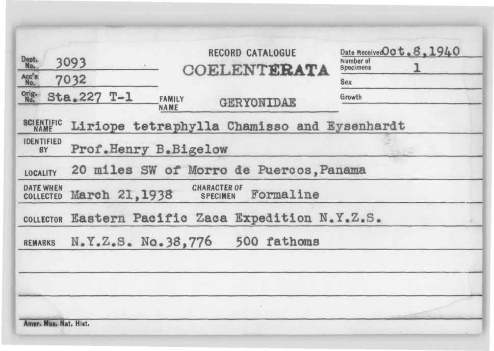 Card Catalog: Cnidaria 3093 Liriope tetraphylla (Chamisso & Eysenhardt, 1821)