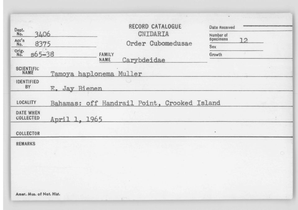 Card Catalog: Cnidaria 3406 Tamoya haplonema Müller, 1859