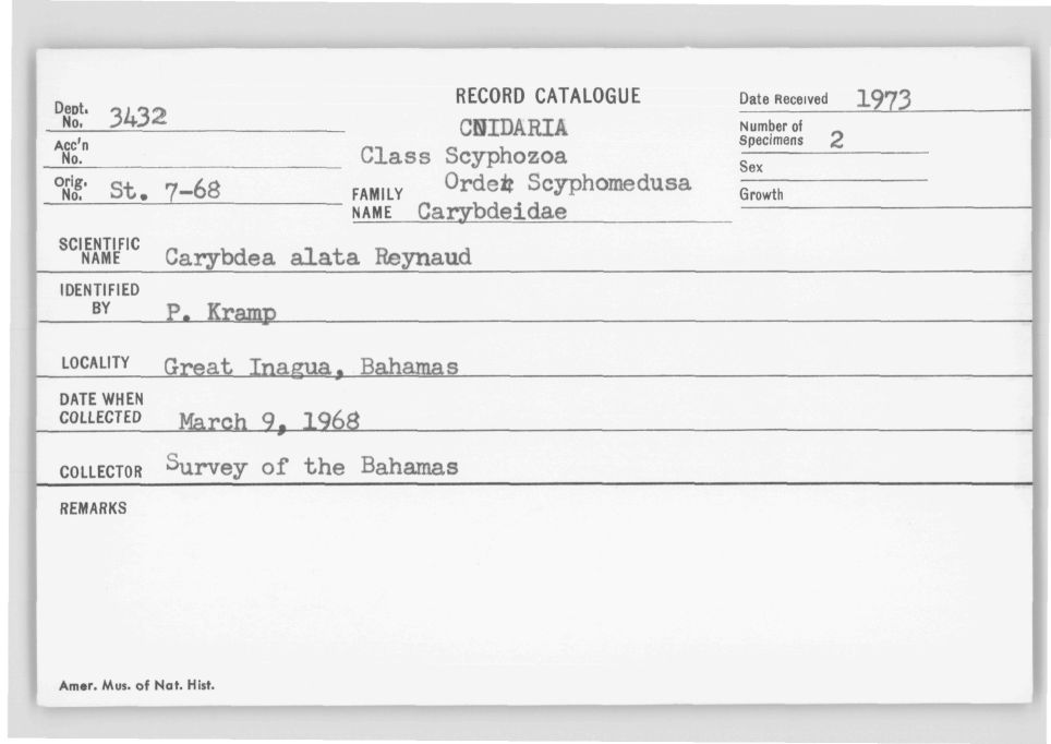 Card Catalog: Cnidaria 3432 Alatina alata (Reynaud, 1830)