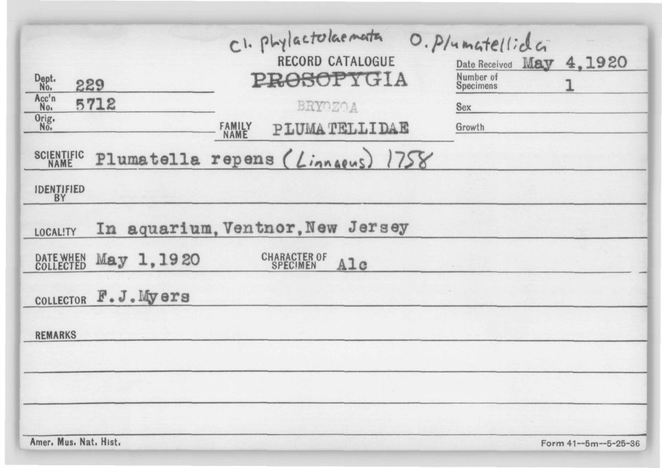 Card Catalog: Bryozoa 229