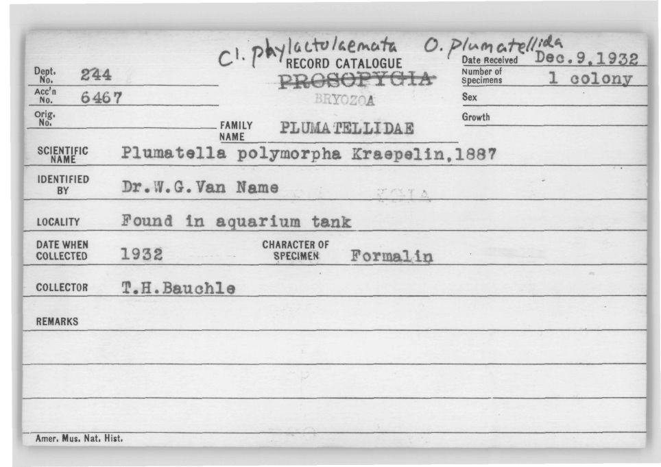 Card Catalog: Bryozoa 244