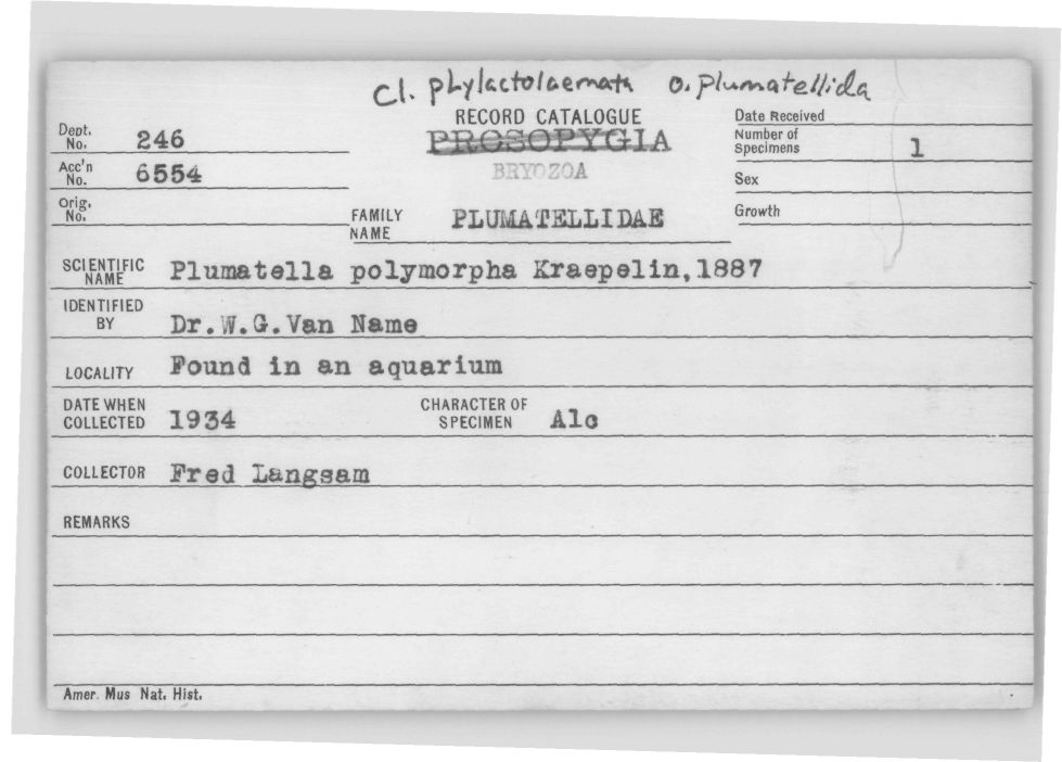 Card Catalog: Bryozoa 246