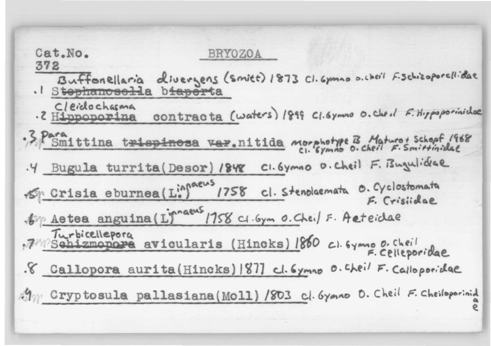 Card Catalog: Bryozoa 372_2a